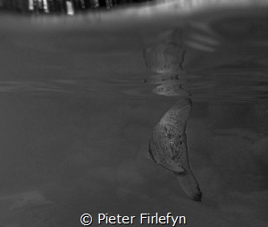 	
batfish: platax orbicularis juveniles by Pieter Firlefyn 